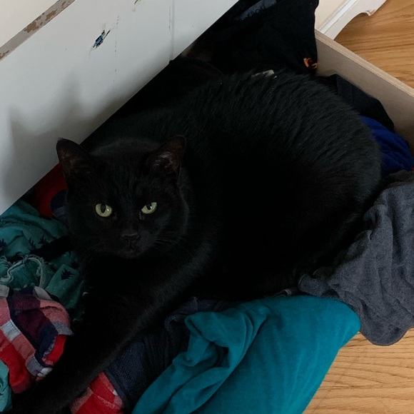 Meet your Posher, Rocco - Picture 1 of 1